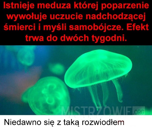 Meduza –  