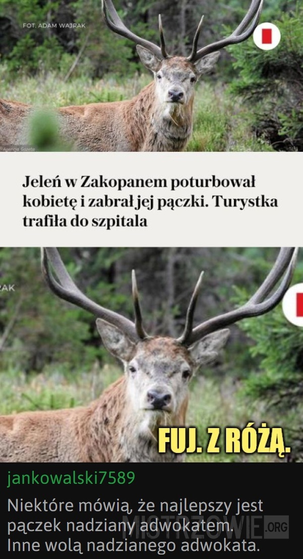 Jeleń –  