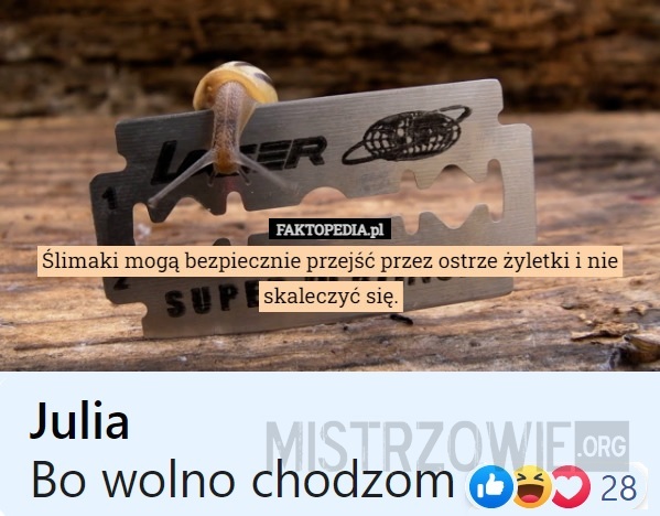 Żyletka –  