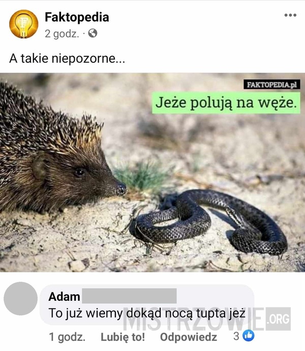 Jeże –  