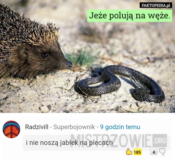 Jeż –  