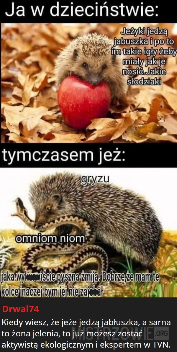 Dobry ziomek jeż –  