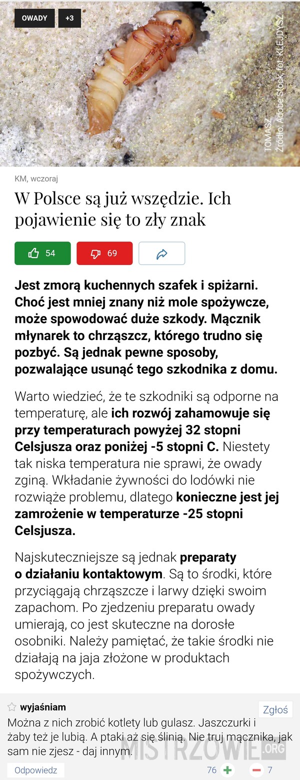 Mącznik młynarek –  