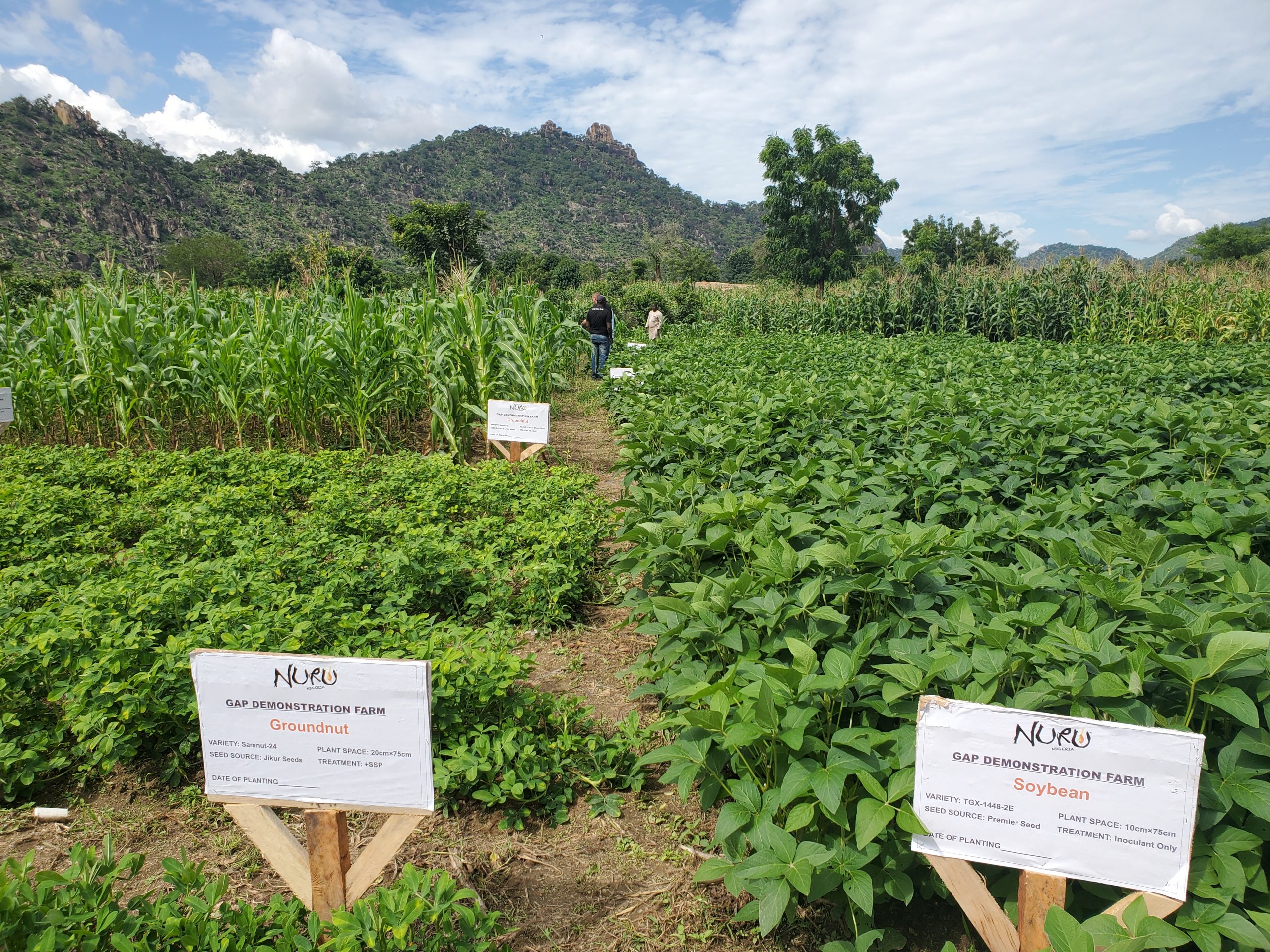 USAID’s Building Sustainable Livelihoods Activity Supports Improved Food and Nutrition Security for Farmers in Adamawa State