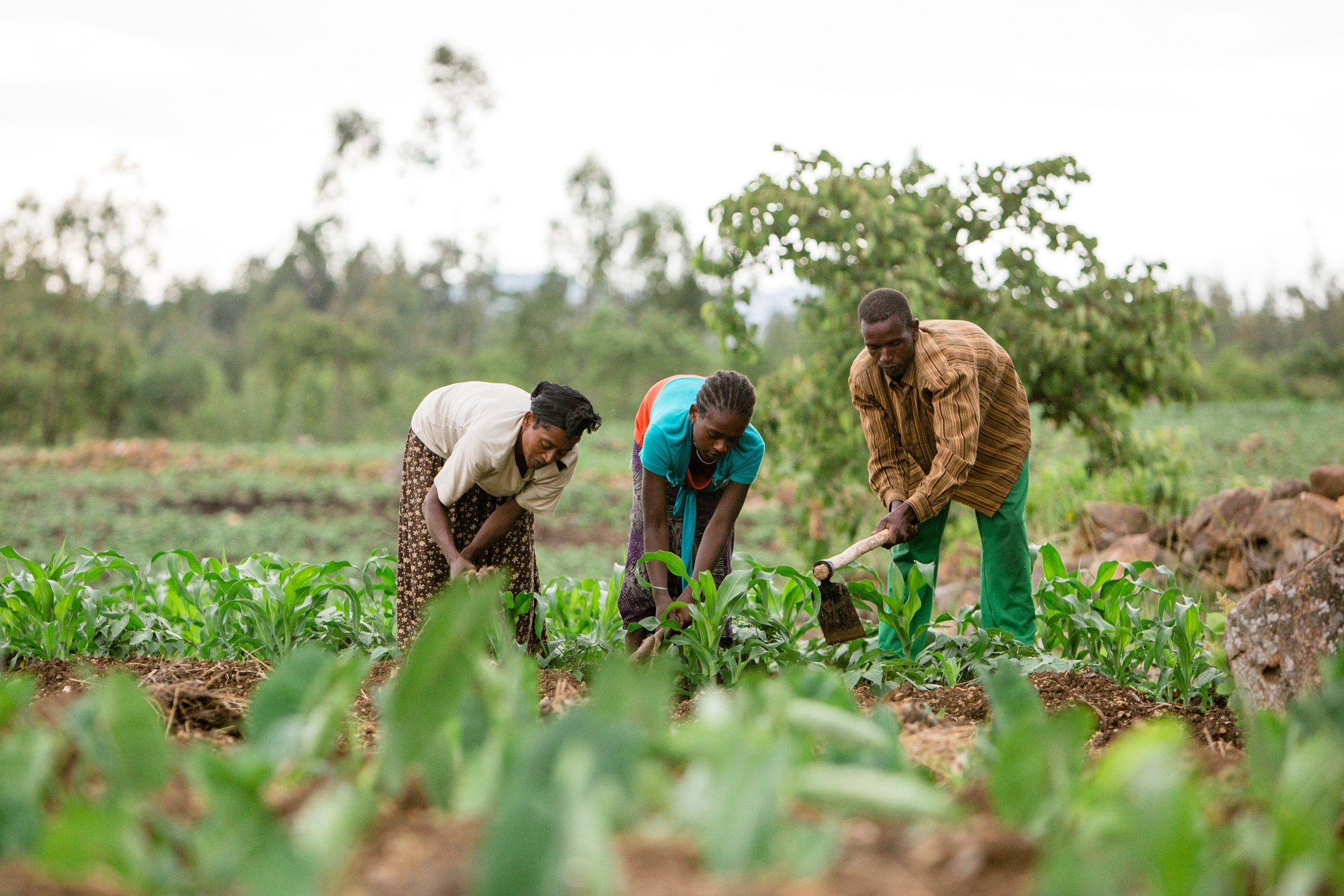 Hidota Union Supports Farmer Resilience and Food Security