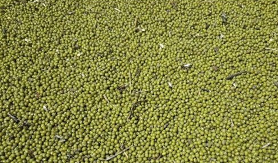 Mung Bean Cultivation Building Community Climate Resilience in Rural Ethiopia