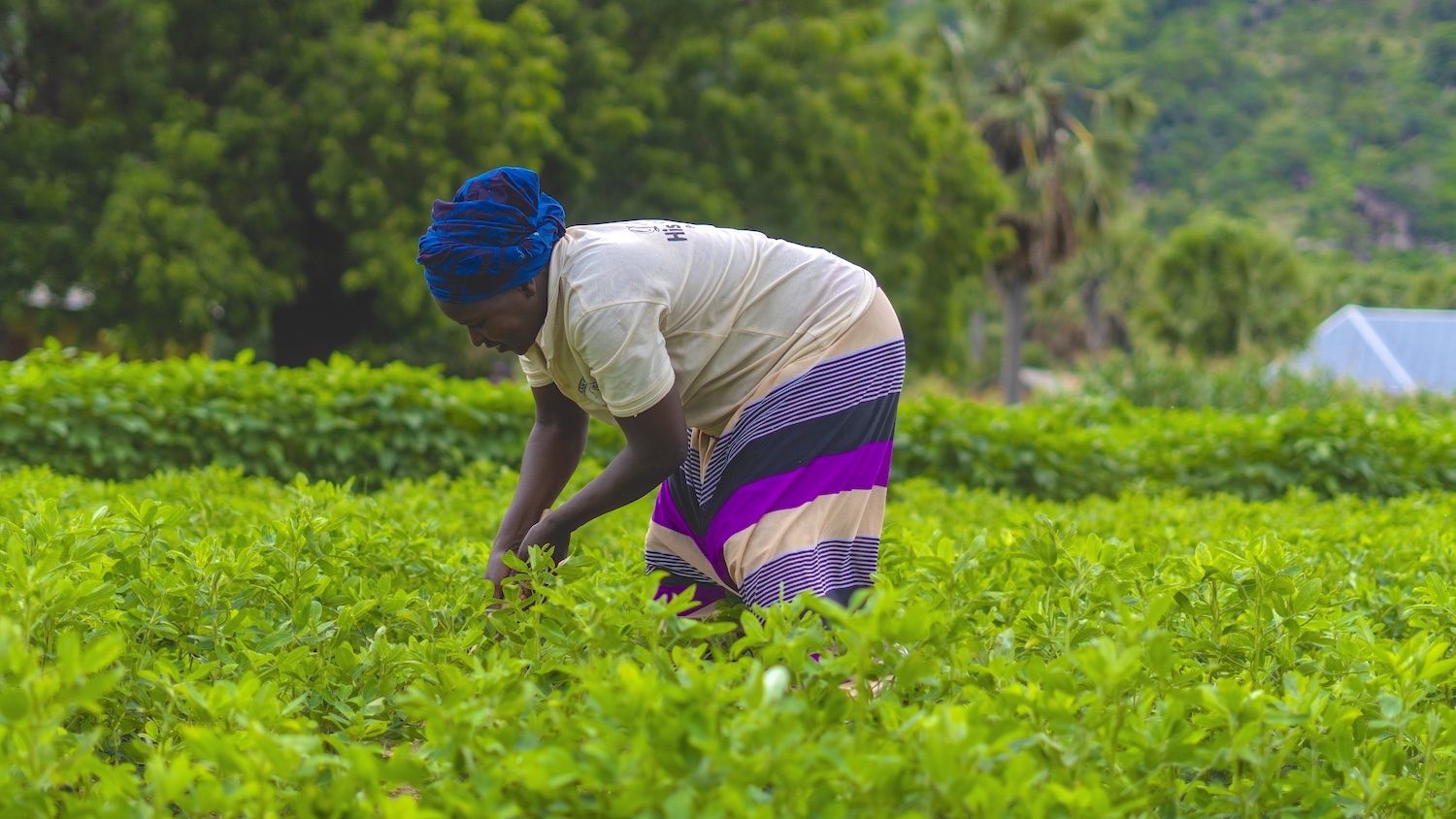 Composting to Promote Soil Health and Farmer Resilience in Nigeria