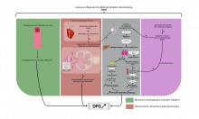 Débit de Filtration Glomérulaire_r.png (1×2 px, 457 KB)