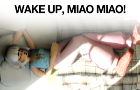 WAKE UP, MIAO MIAO!