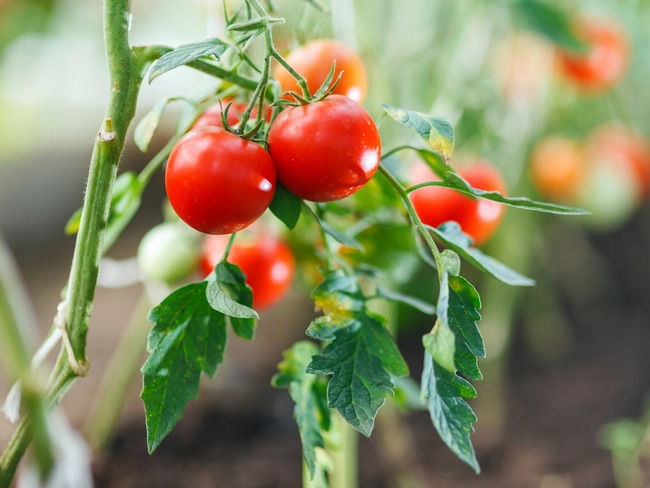 Tomato-Leaf-Disease-Detection-DHL