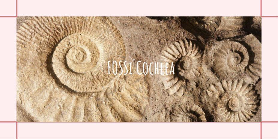 fossi_cochlea