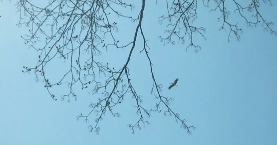 Nie wszędzie były oznaczenia szlaku, ale ostatecznie bociek doprowadził nas do celu ;)