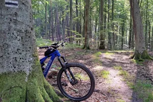 Leśna trasa rowerowa w górnych tarasach Trójmiasta