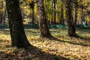 Las pamięci powstanie na Łostowicach. Na czym polega pochówek w takim miejscu?