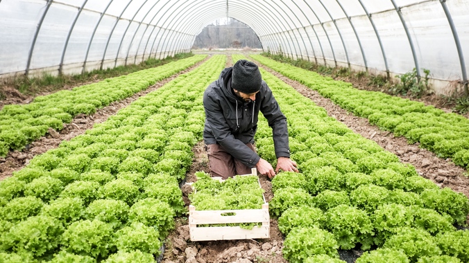 Man-working-with-crops