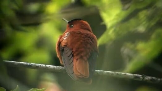 Petit oiseau dans une île.