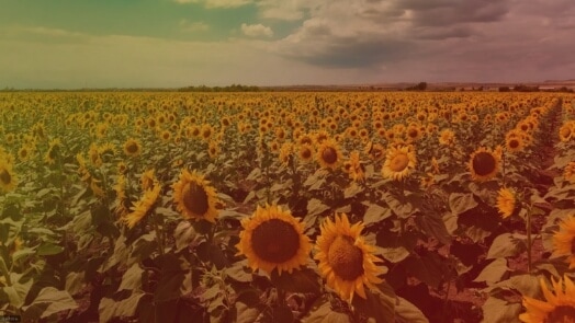 Sunflowers in the field